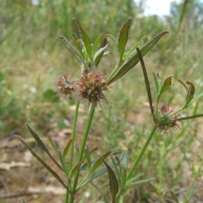 Opercularia hispida (Hairy Stinkweed) at Nangus, NSW - 13 Nov 2010 by abread111