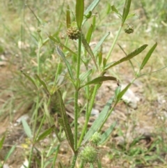 Opercularia hispida at Nangus, NSW - 13 Nov 2010