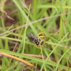 Bembix sp. (genus) (Unidentified Bembix sand wasp) at Mongarlowe River - 31 Jan 2021 by LisaH