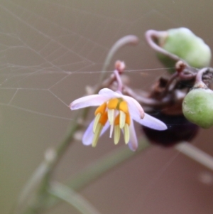 Dianella sp. aff. longifolia (Benambra) at Mongarlowe, NSW - 31 Jan 2021