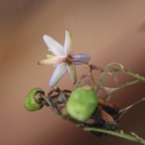 Dianella sp. aff. longifolia (Benambra) at Mongarlowe, NSW - 31 Jan 2021