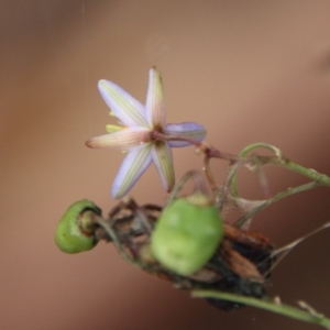 Dianella sp. aff. longifolia (Benambra) at Mongarlowe, NSW - suppressed