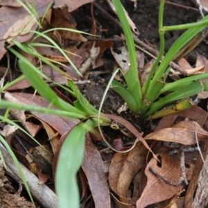 Dianella sp. aff. longifolia (Benambra) at Mongarlowe, NSW - suppressed