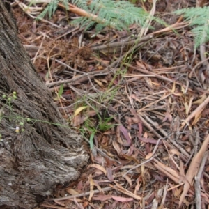 Dianella sp. aff. longifolia (Benambra) at Mongarlowe, NSW - 31 Jan 2021