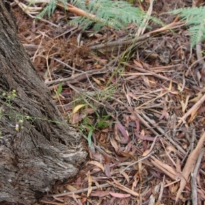 Dianella sp. aff. longifolia (Benambra) at Mongarlowe, NSW - suppressed