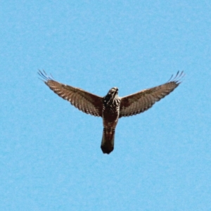 Tachyspiza fasciata at Throsby, ACT - 30 Jan 2021