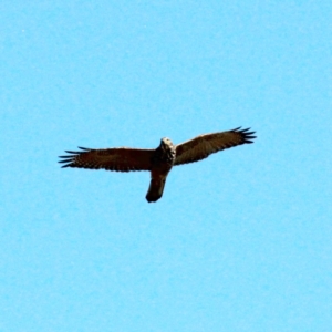 Accipiter fasciatus at Throsby, ACT - 30 Jan 2021