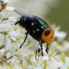 Amenia sp. (genus) (Yellow-headed Blowfly) at QPRC LGA - 31 Jan 2021 by LisaH