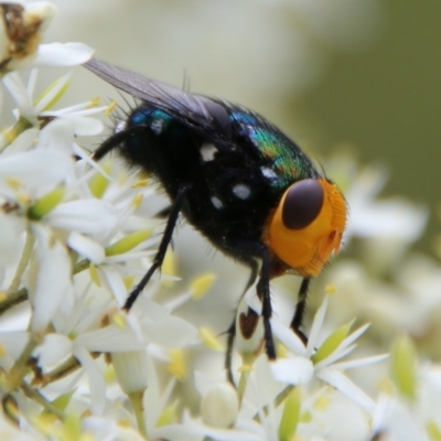 Amenia sp. (genus) (Yellow-headed Blowfly) at Mongarlowe, NSW - 31 Jan 2021 by LisaH