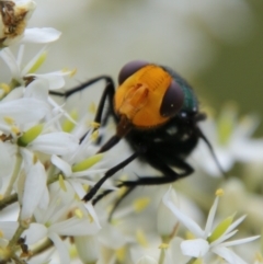 Amenia sp. (genus) at Mongarlowe, NSW - 31 Jan 2021