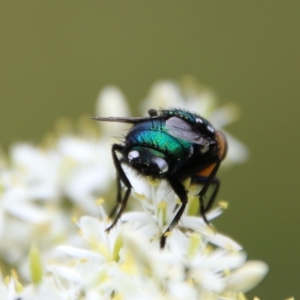 Amenia sp. (genus) at Mongarlowe, NSW - 31 Jan 2021