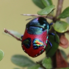 Choerocoris paganus (Ground shield bug) at Mongarlowe River - 31 Jan 2021 by LisaH