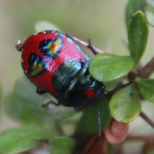 Choerocoris paganus at Mongarlowe, NSW - 31 Jan 2021