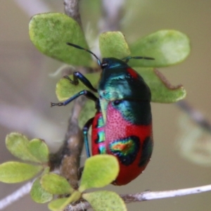 Choerocoris paganus at Mongarlowe, NSW - 31 Jan 2021