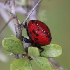 Choerocoris paganus at Mongarlowe, NSW - 31 Jan 2021