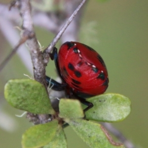 Choerocoris paganus at Mongarlowe, NSW - 31 Jan 2021