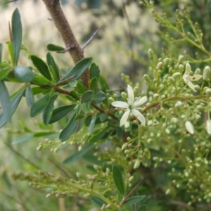 Bursaria spinosa at Nangus, NSW - 10 Nov 2010