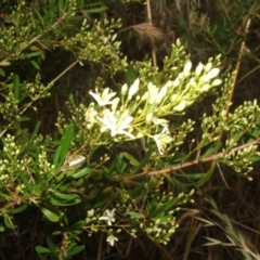 Bursaria spinosa at Nangus, NSW - 10 Nov 2010