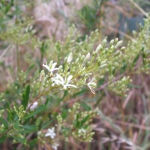 Bursaria spinosa at Nangus, NSW - 10 Nov 2010