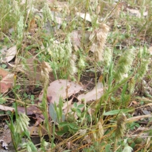 Lamarckia aurea at Nangus, NSW - 10 Nov 2010