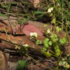 Hydrocotyle tripartita (Pennywort) at Nangus, NSW - 10 Nov 2010 by abread111