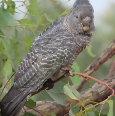 Callocephalon fimbriatum (Gang-gang Cockatoo) at Red Hill, ACT - 31 Jan 2021 by roymcd