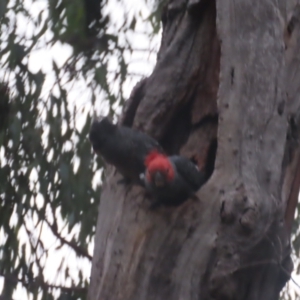 Callocephalon fimbriatum at Red Hill, ACT - 31 Jan 2021