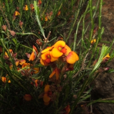 Dillwynia sericea (Egg And Bacon Peas) at Nangus, NSW - 10 Nov 2010 by abread111