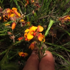 Dillwynia sericea at Nangus, NSW - 10 Nov 2010