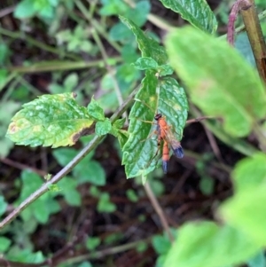 Ctenochares bicolorus at Murrumbateman, NSW - 31 Jan 2021