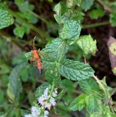 Ctenochares bicolorus at Murrumbateman, NSW - 31 Jan 2021