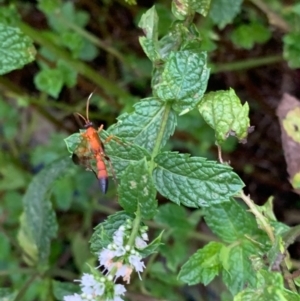 Ctenochares bicolorus at Murrumbateman, NSW - 31 Jan 2021