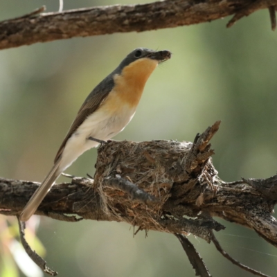 Myiagra rubecula (Leaden Flycatcher) at Ainslie, ACT - 30 Jan 2021 by jb2602