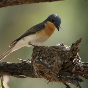 Myiagra rubecula at Ainslie, ACT - suppressed