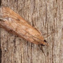 Achyra affinitalis (Cotton Web Spinner) at Melba, ACT - 19 Jan 2021 by kasiaaus