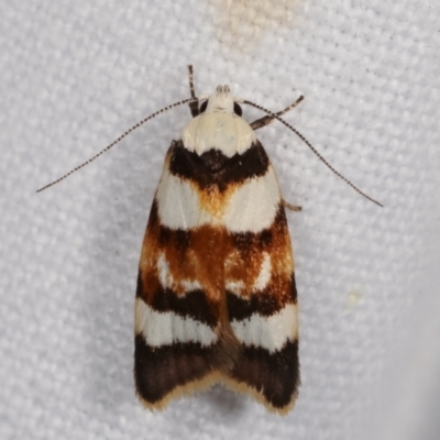 Catacometes phanozona (A Concealer moth) at Melba, ACT - 20 Jan 2021 by kasiaaus