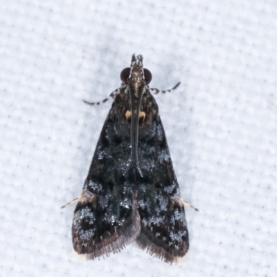 Heliothela ophideresana (A Crambid Moth (Scopariinae)) at Melba, ACT - 20 Jan 2021 by kasiaaus