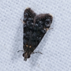 Heliothela ophideresana at Melba, ACT - 20 Jan 2021