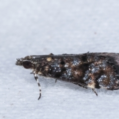 Heliothela ophideresana at Melba, ACT - 20 Jan 2021