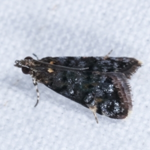 Heliothela ophideresana at Melba, ACT - 20 Jan 2021