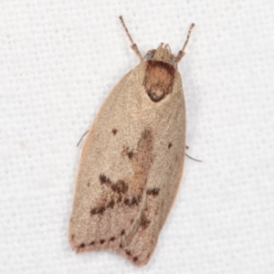 Heliocausta undescribed species at Melba, ACT - 20 Jan 2021 11:26 PM