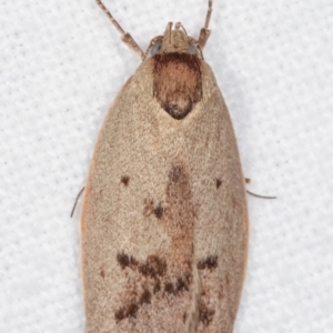 Heliocausta undescribed species at Melba, ACT - 20 Jan 2021 11:26 PM