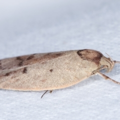 Heliocausta undescribed species at Melba, ACT - 20 Jan 2021