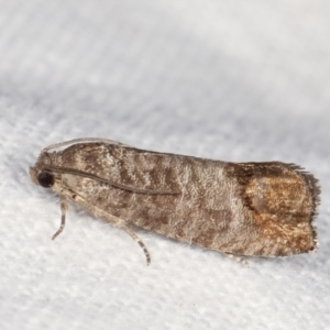 Cydia pomonella at Melba, ACT - 20 Jan 2021 11:29 PM