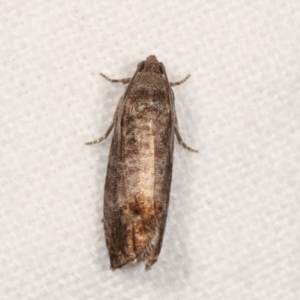 Cydia pomonella at Melba, ACT - 20 Jan 2021 11:29 PM