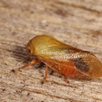 Unidentified Leafhopper or planthopper (Hemiptera, several families) at Melba, ACT - 20 Jan 2021 by kasiaaus