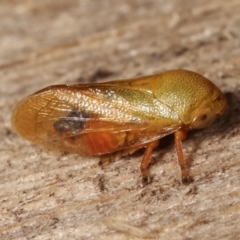 Pectinariophyes stalii at Melba, ACT - 20 Jan 2021 11:31 PM