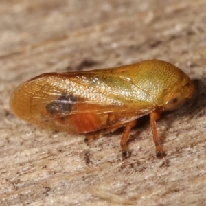 Pectinariophyes stalii at Melba, ACT - 20 Jan 2021 11:31 PM