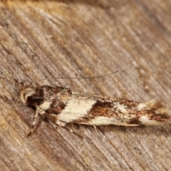 Macrobathra desmotoma ( A Cosmet moth) at Melba, ACT - 20 Jan 2021 by kasiaaus