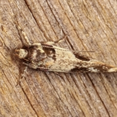 Macrobathra desmotoma at Melba, ACT - 20 Jan 2021